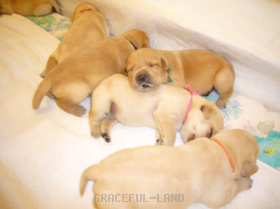 枕が気持ちいい